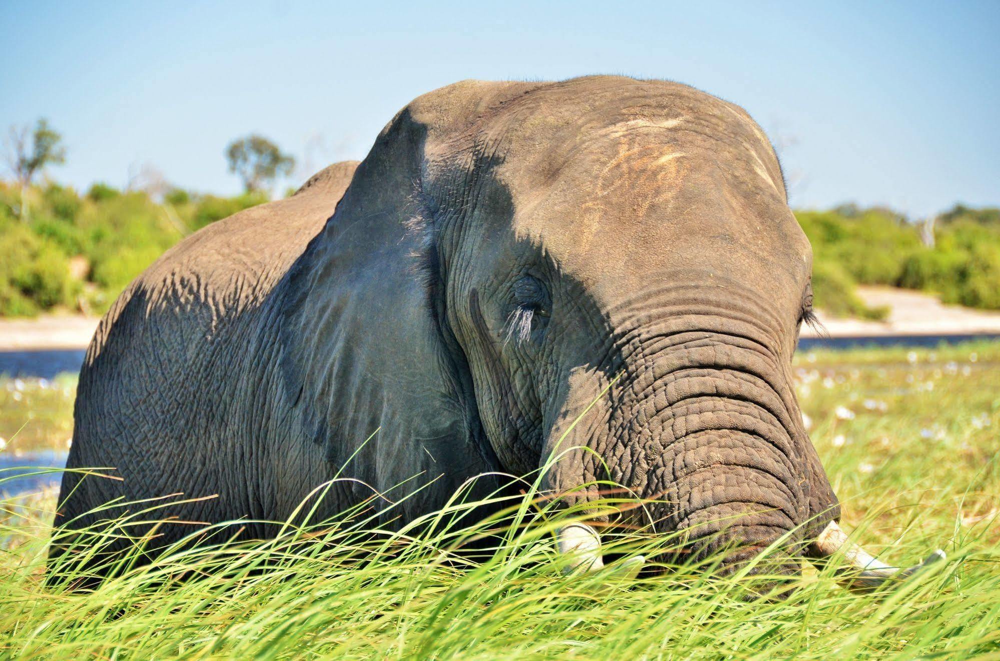 Thebe River Safaris Kasane Zewnętrze zdjęcie